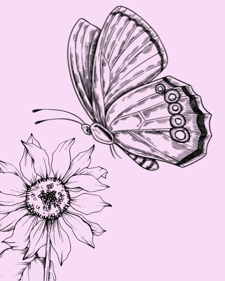 Sunflower Sunflower